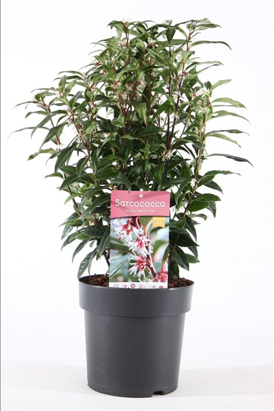 Sarcococca 'Winter Gem' - C4 30-40 CM